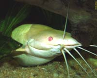 Clarias batrachus - ke���kovec �ab�