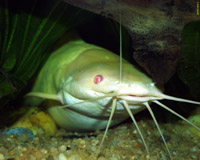 Clarias batrachus - ke���kovec �ab�