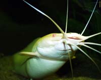 Clarias batrachus - ke���kovec �ab�