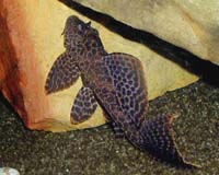 Glyptoperichthys gibbiceps - krun��ovec velkoploutv� (k. s�ovan�)