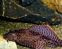 Glyptoperichthys gibbiceps - krun��ovec velkoploutv� (k. s�ovan�)