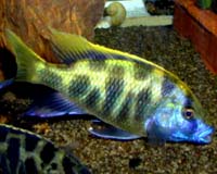Nimbochromis venustus - tlamovec sp�c� (t. modrohlav�)